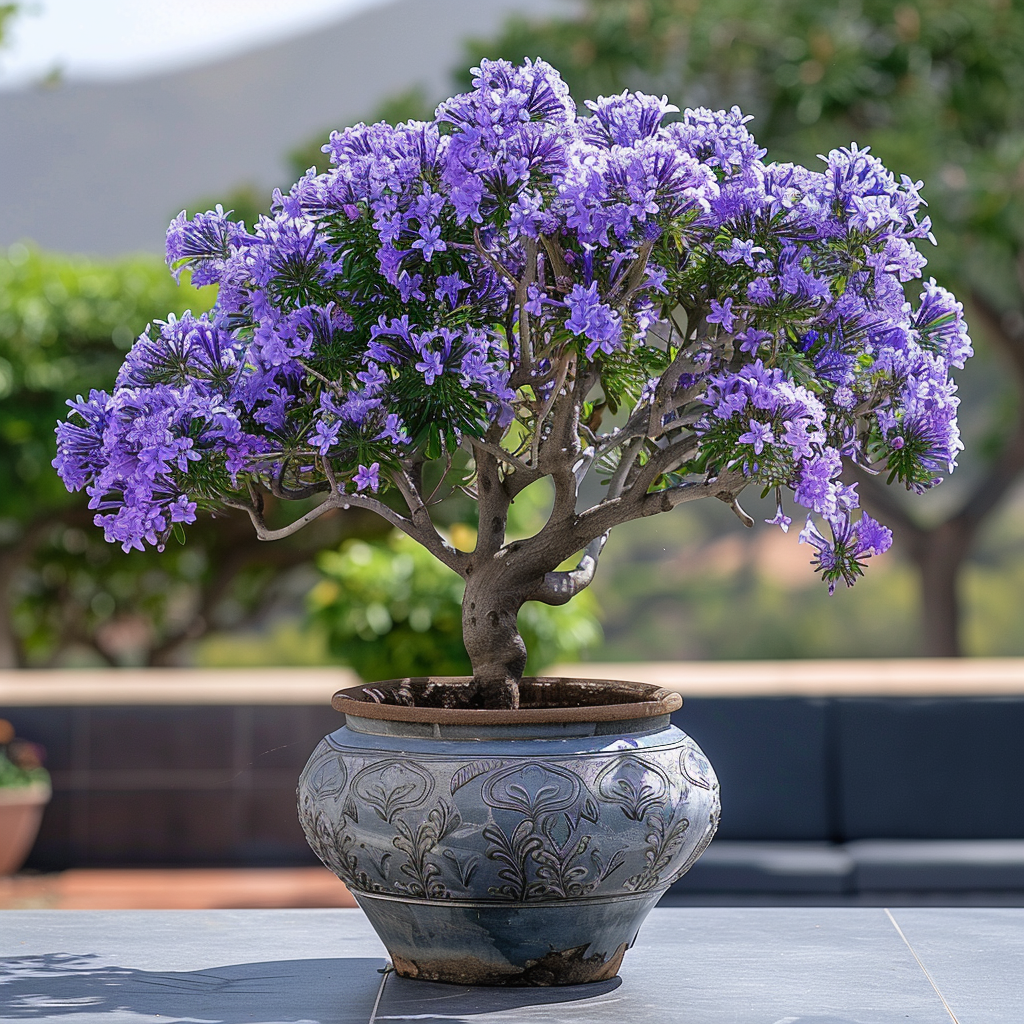 Où planter le jacaranda