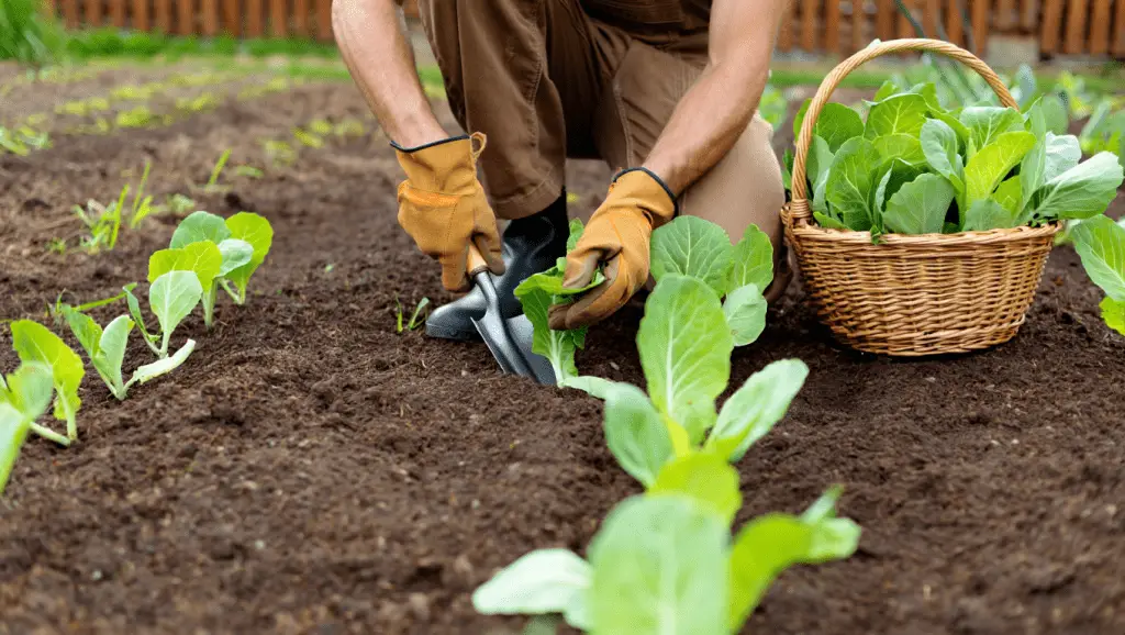 Planter des Choux Semis, Conservation