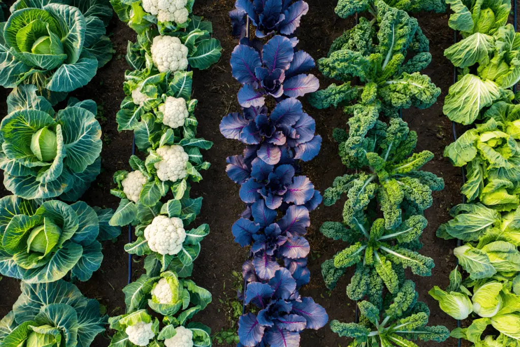 Planter des Choux Semis, Plantation, Récolte, Conservation