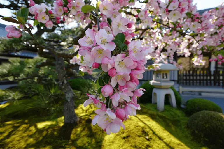 Pommier du Japon l'Arbuste Idéal pour Sublimer un Jardin